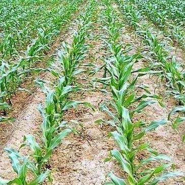 长安糯玉米临沂市的长尾关键词有哪些