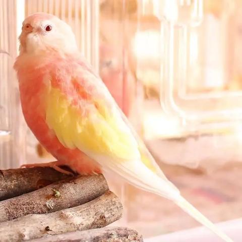 丑死了电影免费观看的长尾关键词有什么