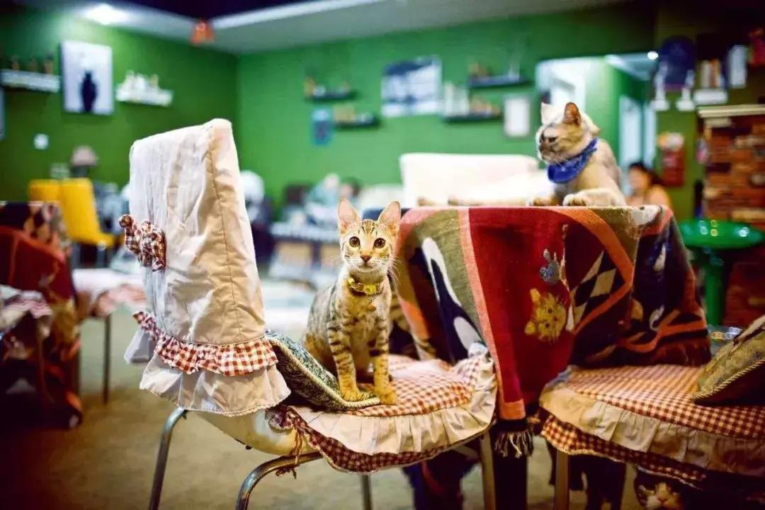 猫咖有些什么美食（假如男人不抽烟不饮酒且不近女色）
