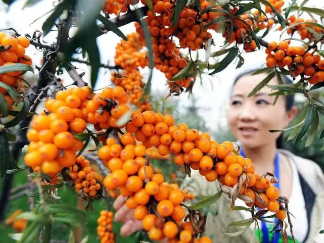 王思聪怎么赚钱 王思聪投资快手了吗