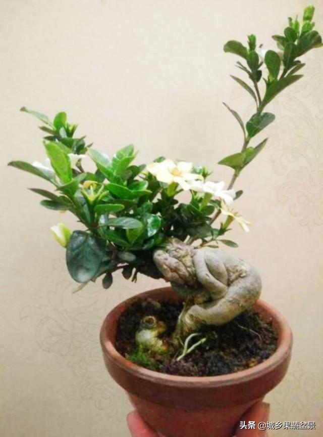 栀子花盆景图片,北方盆栽枙子花怎么养?