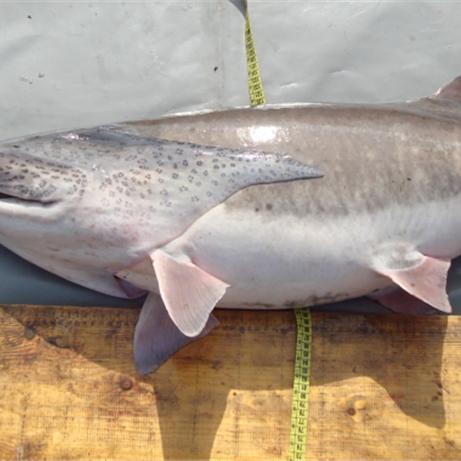 鸭嘴鲟西安相关长尾关键词有哪些