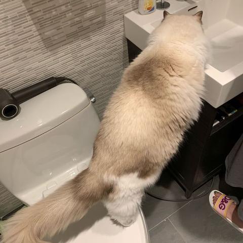 广州乱吃相关长尾关键词有哪些