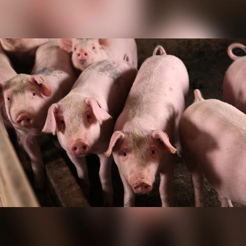 【南宁今日生猪价格】2025年4月28日南宁生猪价格是多少