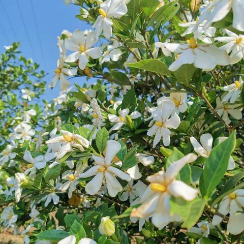 栀子花什么时候开