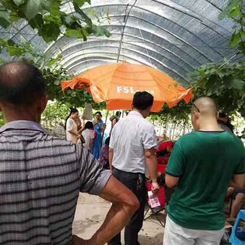 福建种植什么葡萄