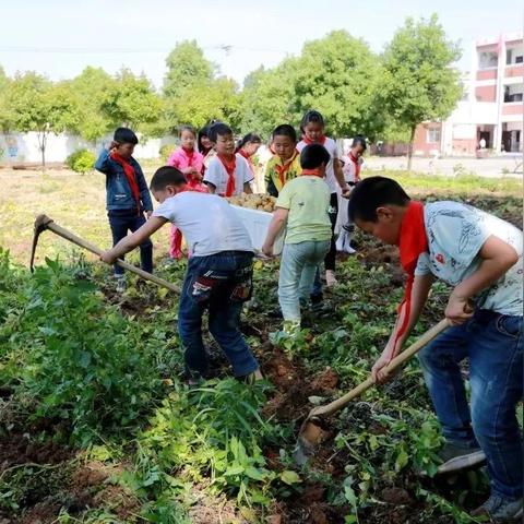 东莞市开心小学怎么样