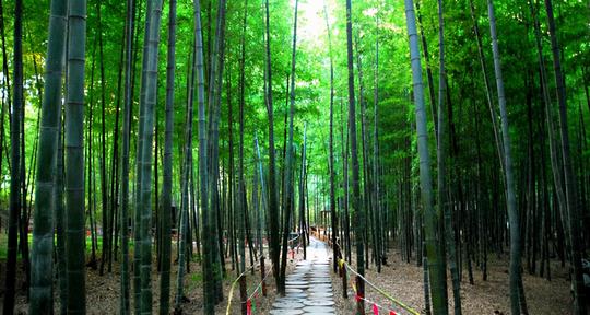日照一冷门竹林景区，绿意盎然沁人心脾，适宜全家人游玩