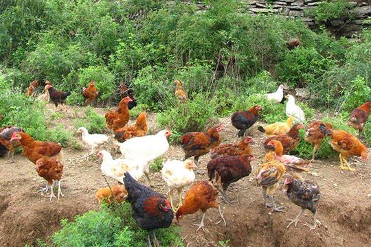 禁食野生动物后，养鸡和养猪哪个更赚钱？农民养殖户分析的有理