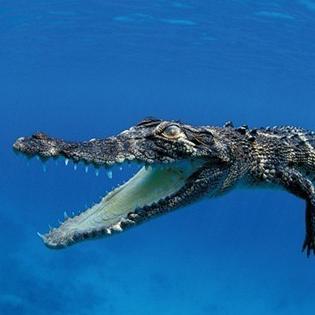 咸水鳄和淡水鳄的区别/咸水鳄厉害吗