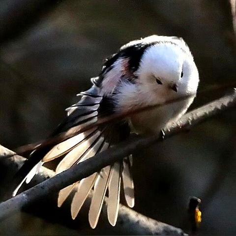秋季大片电影免费观看的长尾关键词有什么