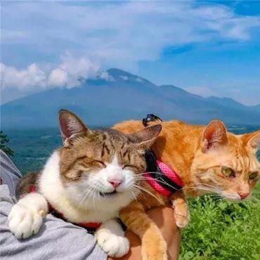 猫性总裁恋爱不自然吗的长尾关键词有什么