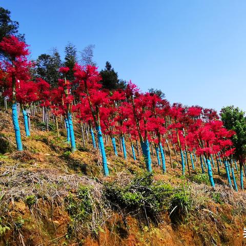【桂林今日黄金价格】2025年8月24日桂林黄金价格是多少