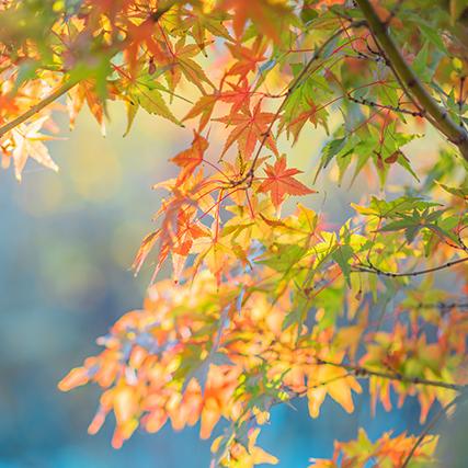 武汉市枫树路是哪个区