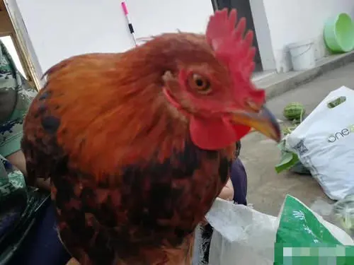 农村人怎样创业 农村人如何创业