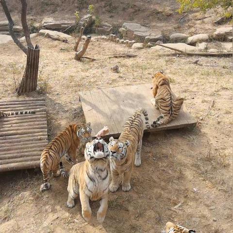 大连森林动物园观光车的长尾关键词有什么