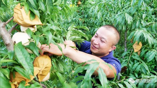 助农团团丨贫困户小王种桃记