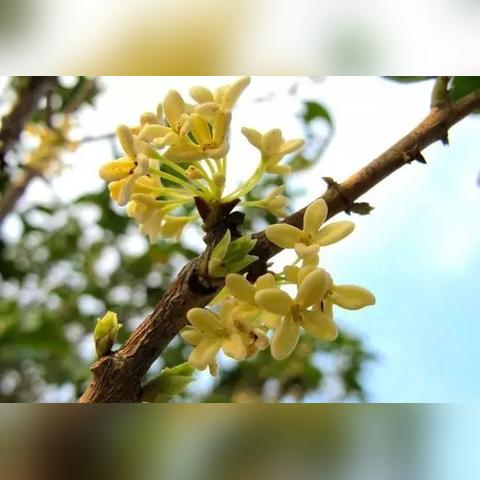 桂花是桂林市的吗为什么