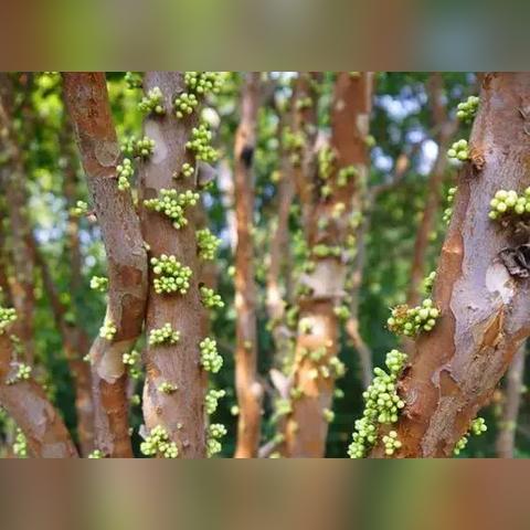 桂林市适合种什么