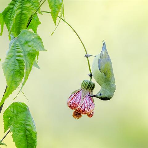 广州去西藏相关长尾关键词有哪些