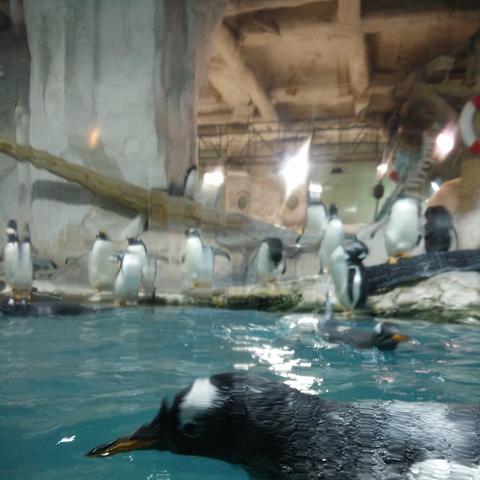 大连圣亚几点开的相关长尾关键词有哪些