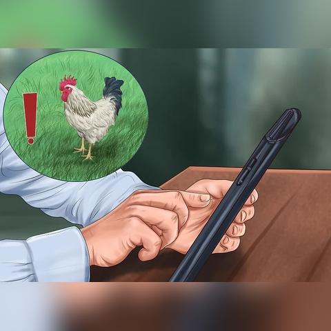 tiktok养鸡作战 衍生的长尾关键词有哪些 