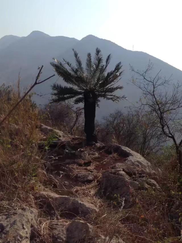 四川苏铁图片,鲁滨逊漂流记中的铁树名称的由来?