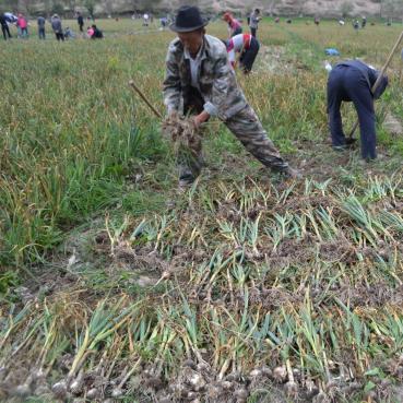 石家庄市哪里种大蒜
