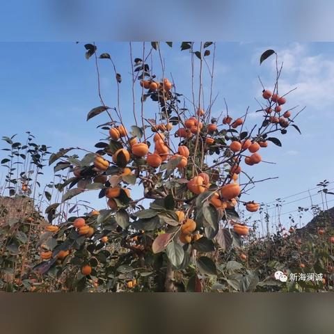 保定市农家采摘园电话多少