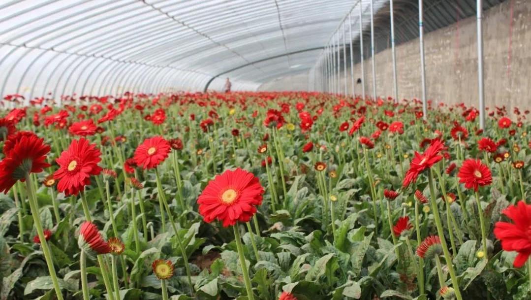 临沂鲜花预订,临沂花卉市场在哪里?