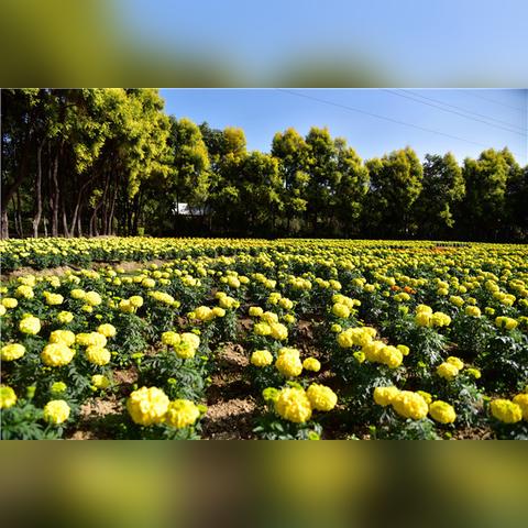 广州市叫什么名字