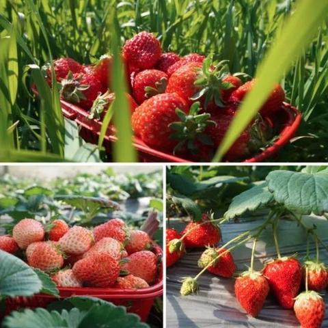 无锡市草莓产量排名的长尾关键词有什么