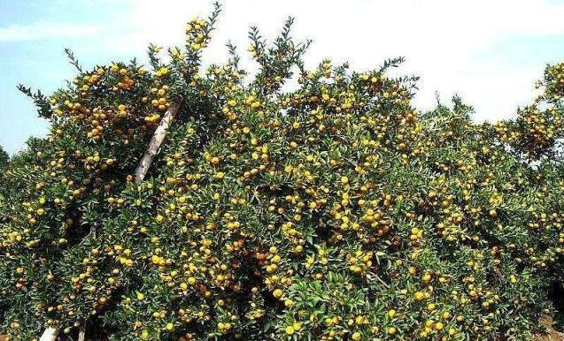 柑橘種植手藝的內容_東北柑橘種植手藝