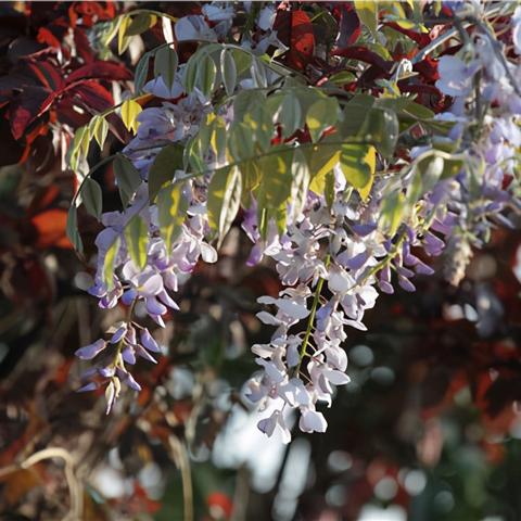 河北省石家庄市鸵鸟养殖的长尾关键词有哪些