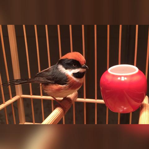 繁殖 电影的长尾关键词是什么