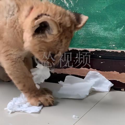 大连森林动物园70的长尾关键词有什么