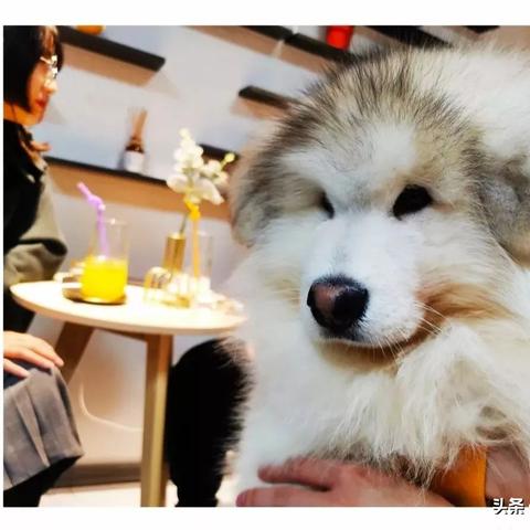 合肥哪里有卖活狗的？