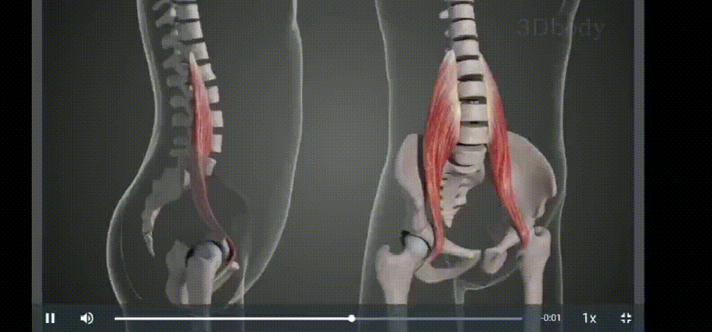 什么样的翘臀是骨盆前倾 什么样的翘臀是骨盆前倾