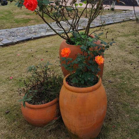 成都市郊租别墅房价格的长尾关键词有什么