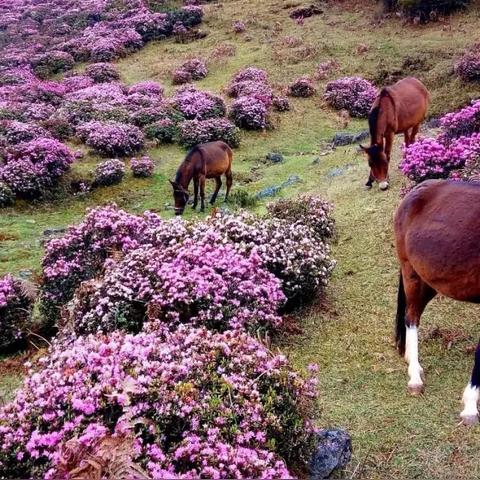 昆明市自驾网的长尾关键词有哪些