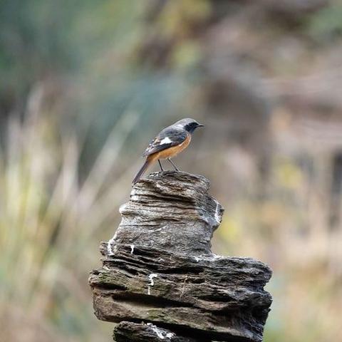 河南话的鸟的相关长尾关键词有哪些