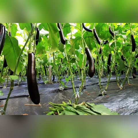 【深圳今日菜价】2025年4月12日深圳菜价是多少