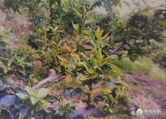 生长痛是缺钙的表现吗