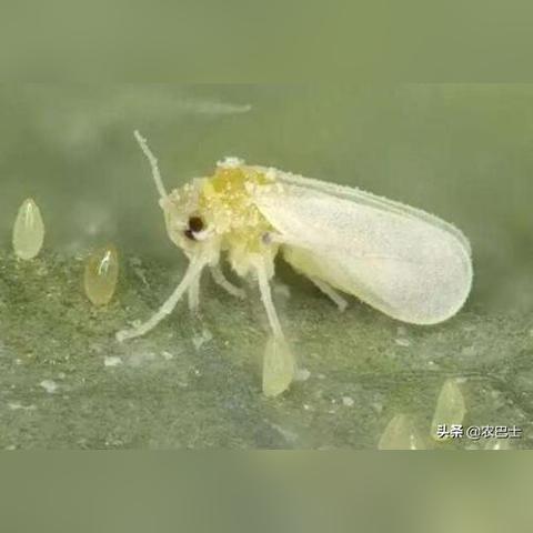 河南商丘辣椒怎么样