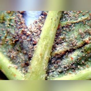 红蜘蛛沈阳相关长尾关键词有哪些