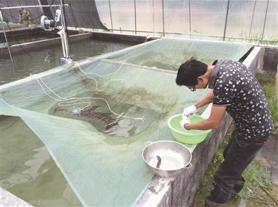 80后小伙用另类养殖技术轮养虾鳅，年收入70多万