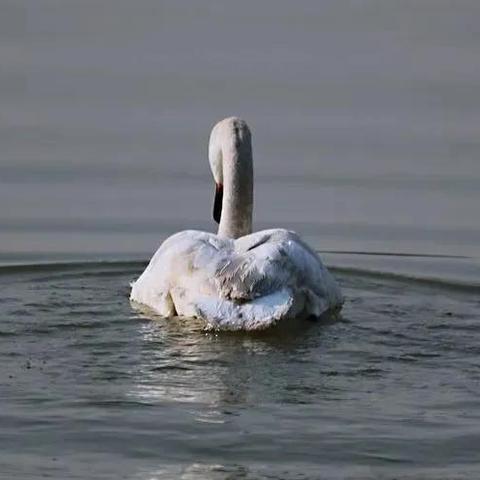 兰州市的候鸟来自哪里