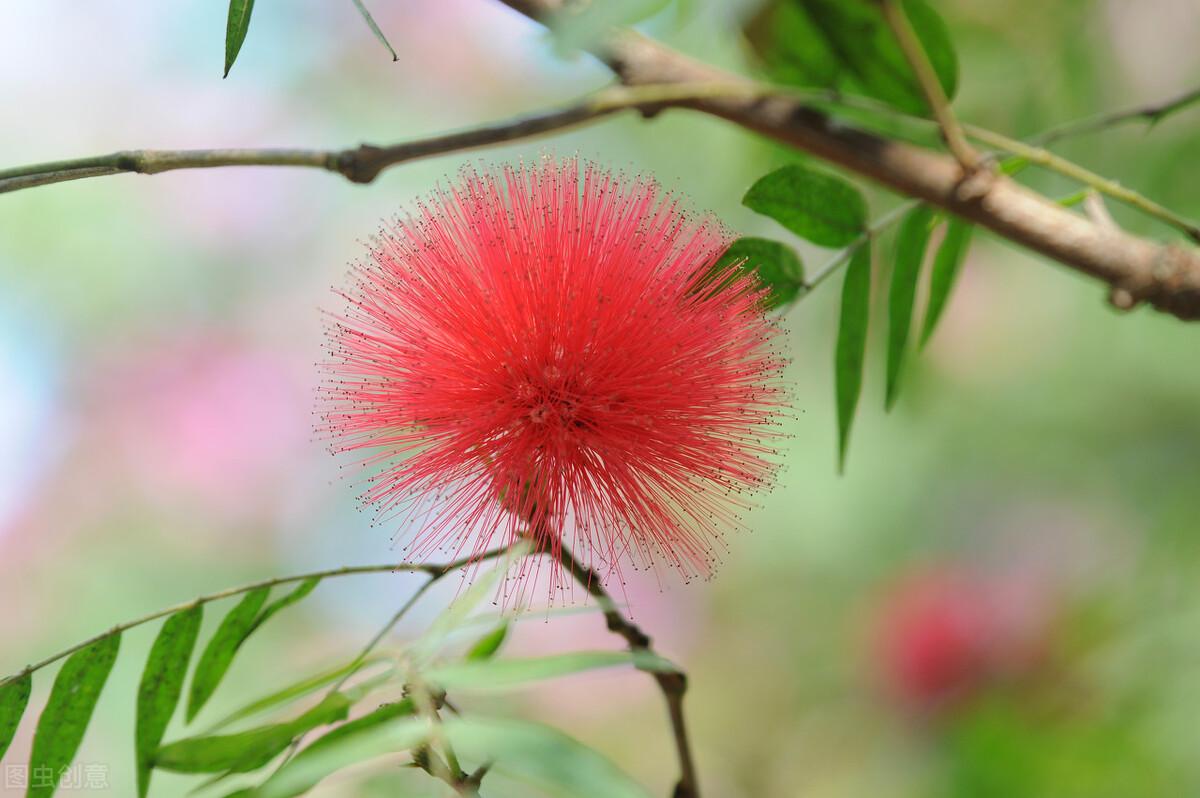 含羞草的寓意,花的含义及代表意义?