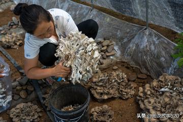 河北省保定市哪里可以采蘑菇