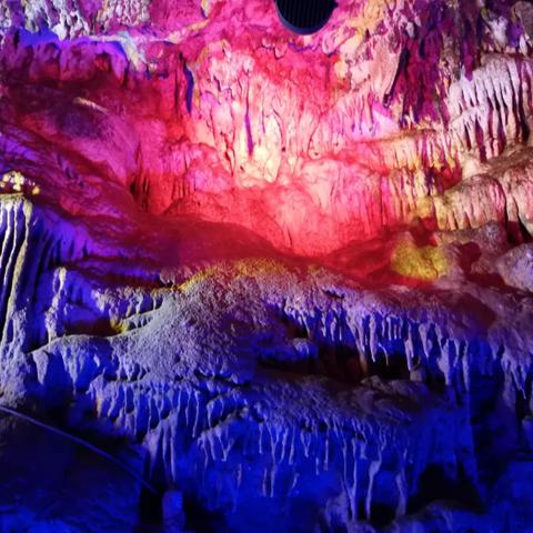 临沂市哪里有鹦鹉卖的店